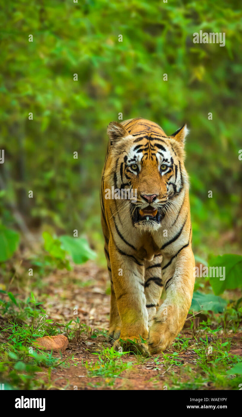 Tiger Panthera tigris, Jim Corbett National Park, Nainital?, Uttarakhand, India. Foto Stock