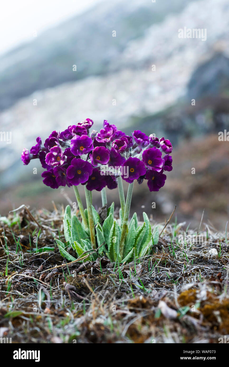 Alta altutide fiori sul punto zero in Sikkim, India Foto Stock