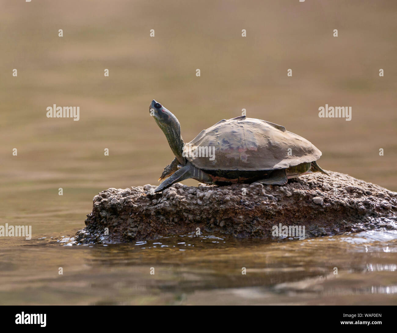 Turtle crogiolarsi sulle rive del fiume Chambal nel Rajasthan, India Foto Stock