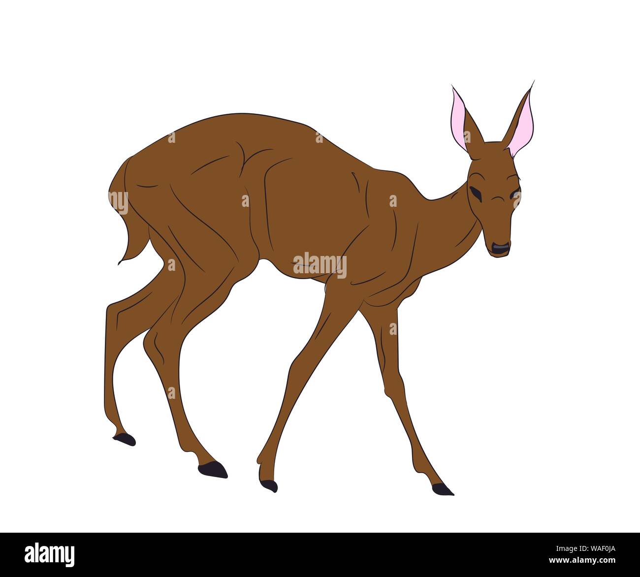 Il Cervo femmina di colore, vettore, sfondo bianco Illustrazione Vettoriale