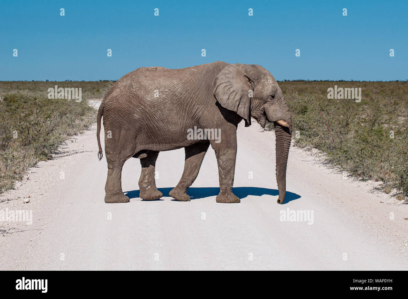 Un elefante attraversa lentamente il via nel Parco Nazionale Etosha, Namibia Foto Stock