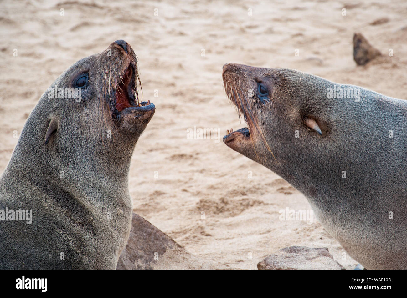 Due guarnizioni si confrontano tra loro al Cape Cross colonia di foche in Namibia dalla costa atlantica Foto Stock