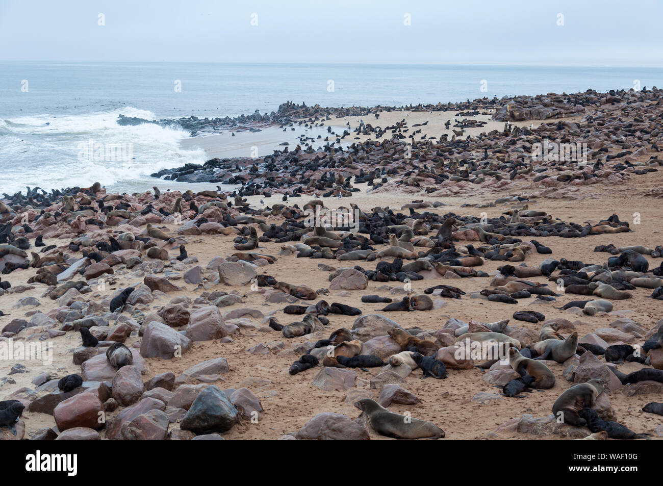 I leoni di mare coprire la spiaggia di Cape Cross Bay, Namibia Foto Stock