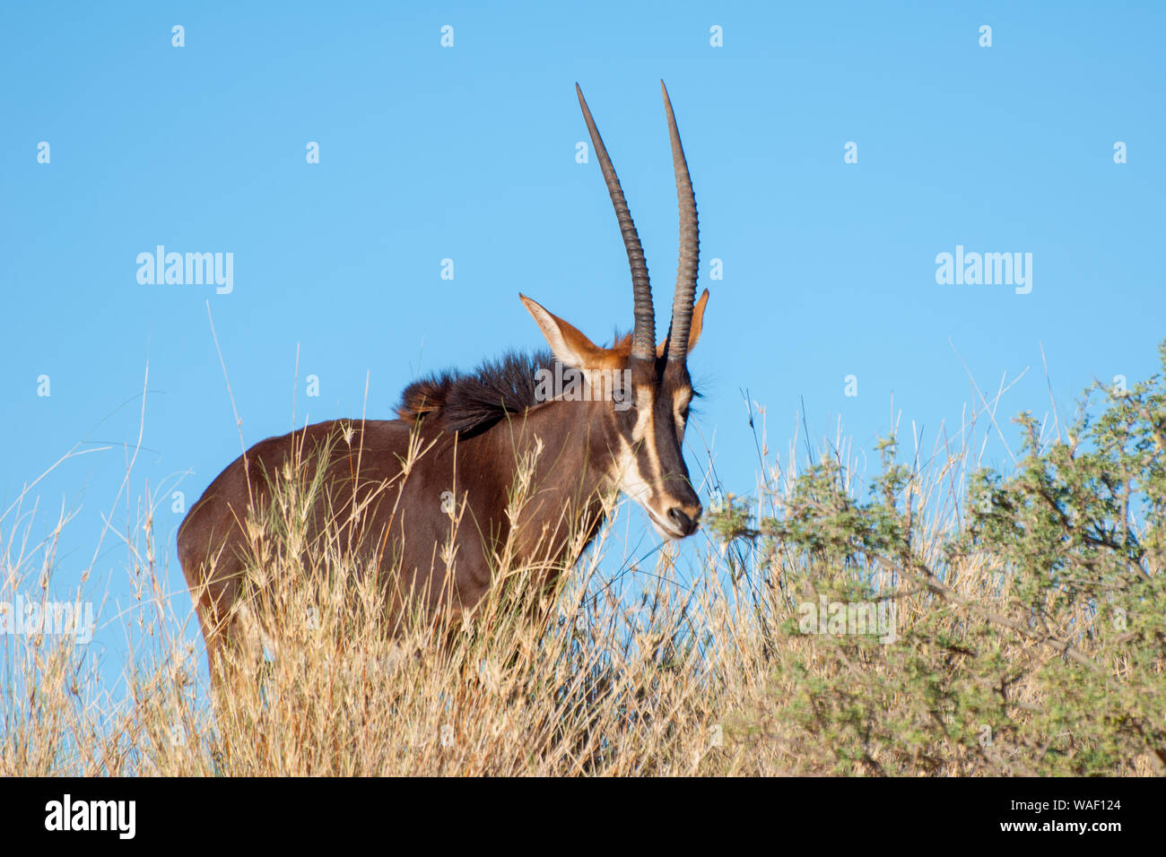 Un Sable Antelope in Bagatelle Kalahari Game Ranchbushes Foto Stock