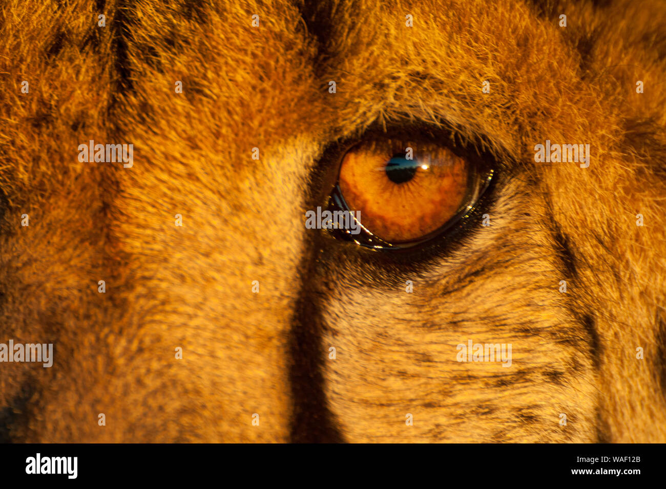 L'occhio di un ghepardo che guarda il sole di setting Foto Stock