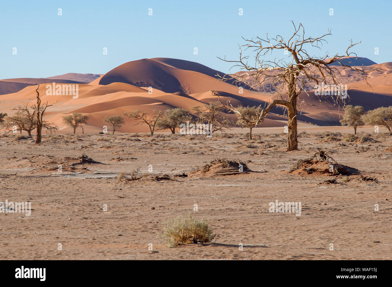 Il Sossusvlei dune nel Parco Namib-Naukluft poco dopo l'alba Foto Stock