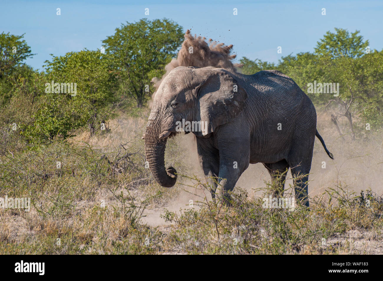 Un elefante si copre di polvere nel Parco Nazionale Etosha Foto Stock