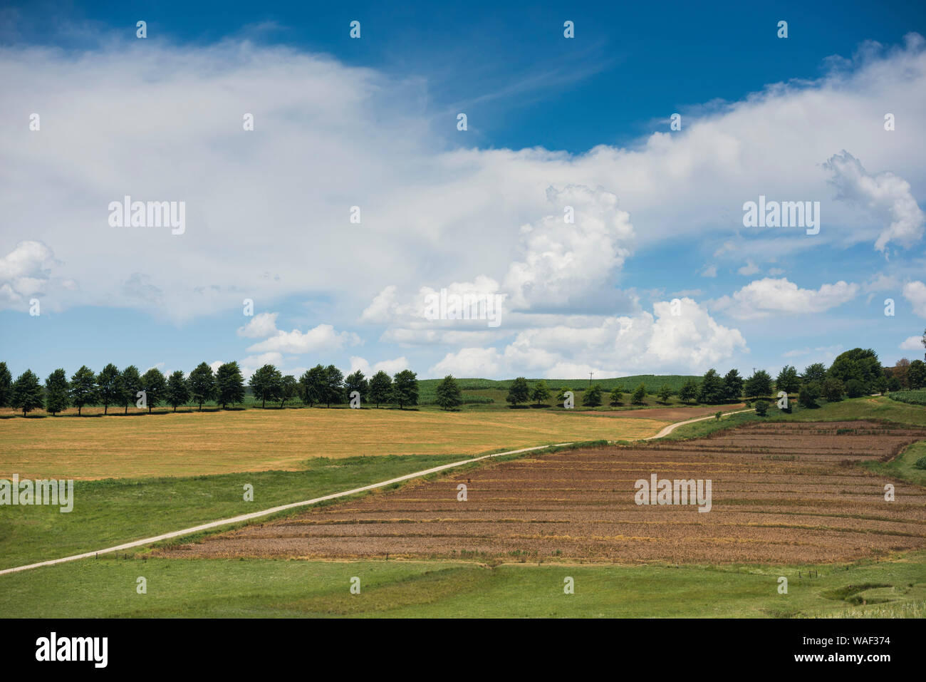 Una strada sterrata percorre aprire multi-colore di terreni coltivati con cielo nuvoloso e alberi all'orizzonte. Foto Stock