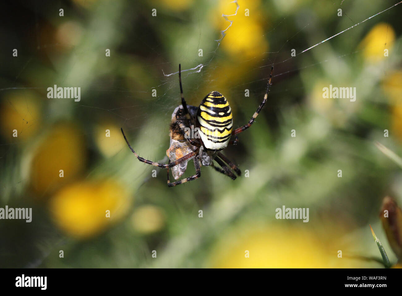 Wasp Spider mangiare preda Foto Stock