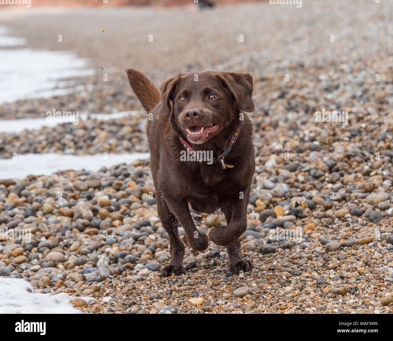 Il cioccolato labrador retriever cane Foto Stock