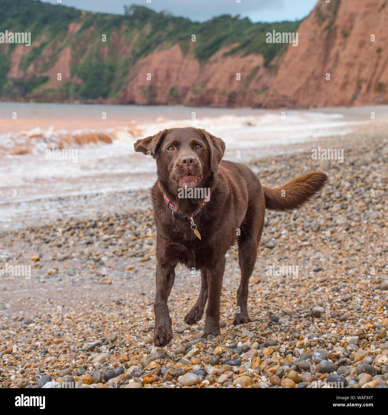 Il cioccolato labrador retriever cane Foto Stock