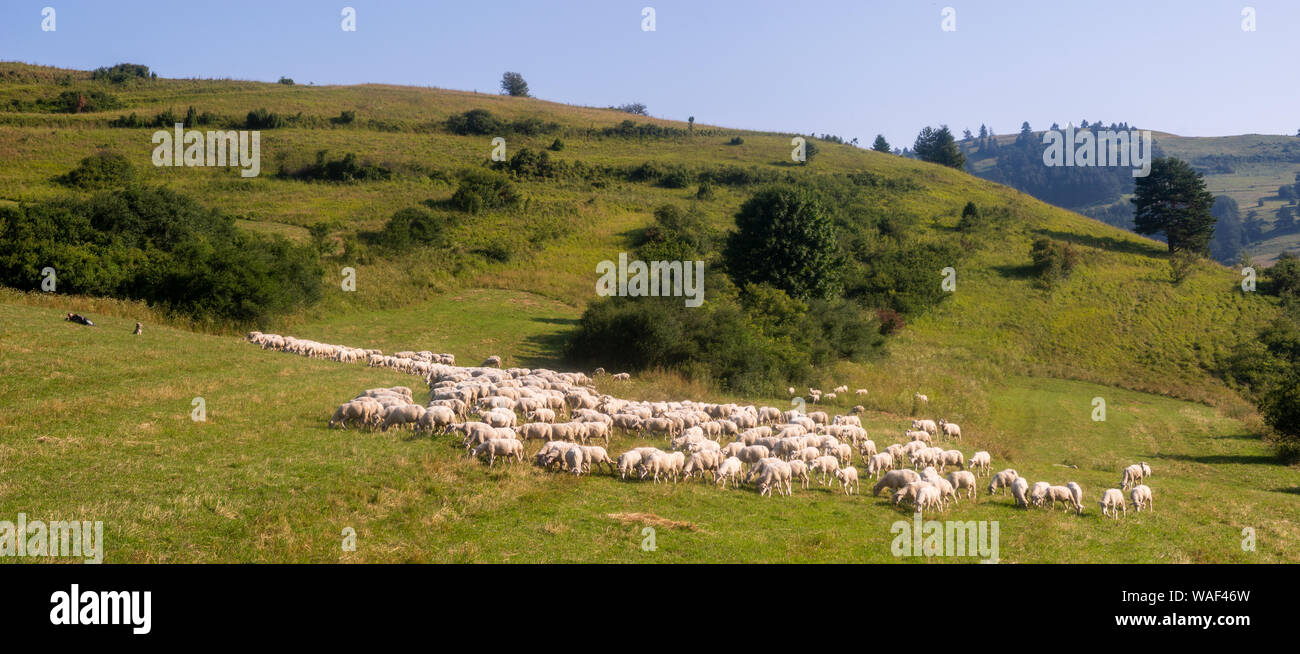 Gregge di pecore in un alpeggio Foto Stock