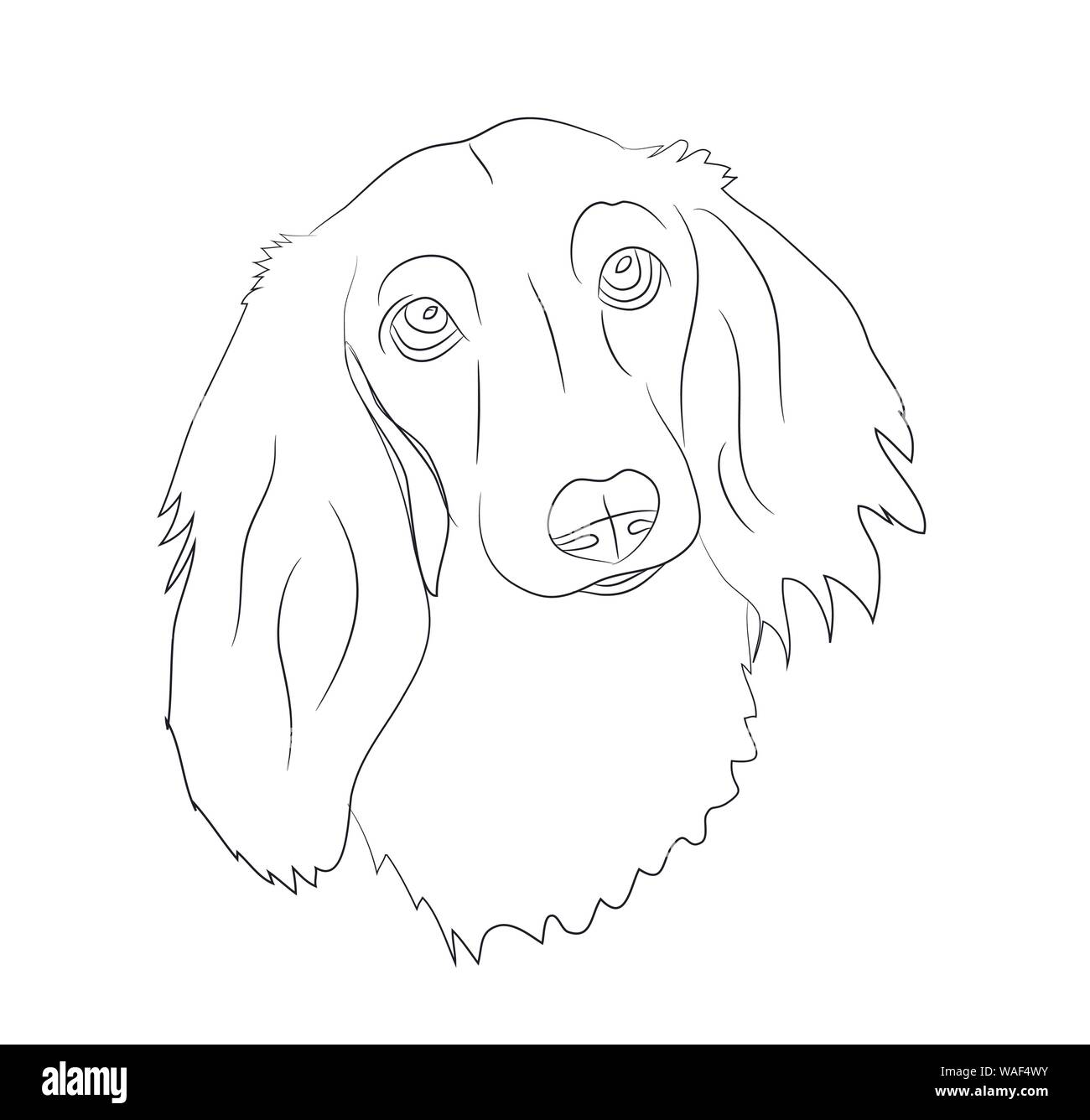 Ritratto di un cane bassotto, linea, vettore, sfondo bianco Illustrazione Vettoriale