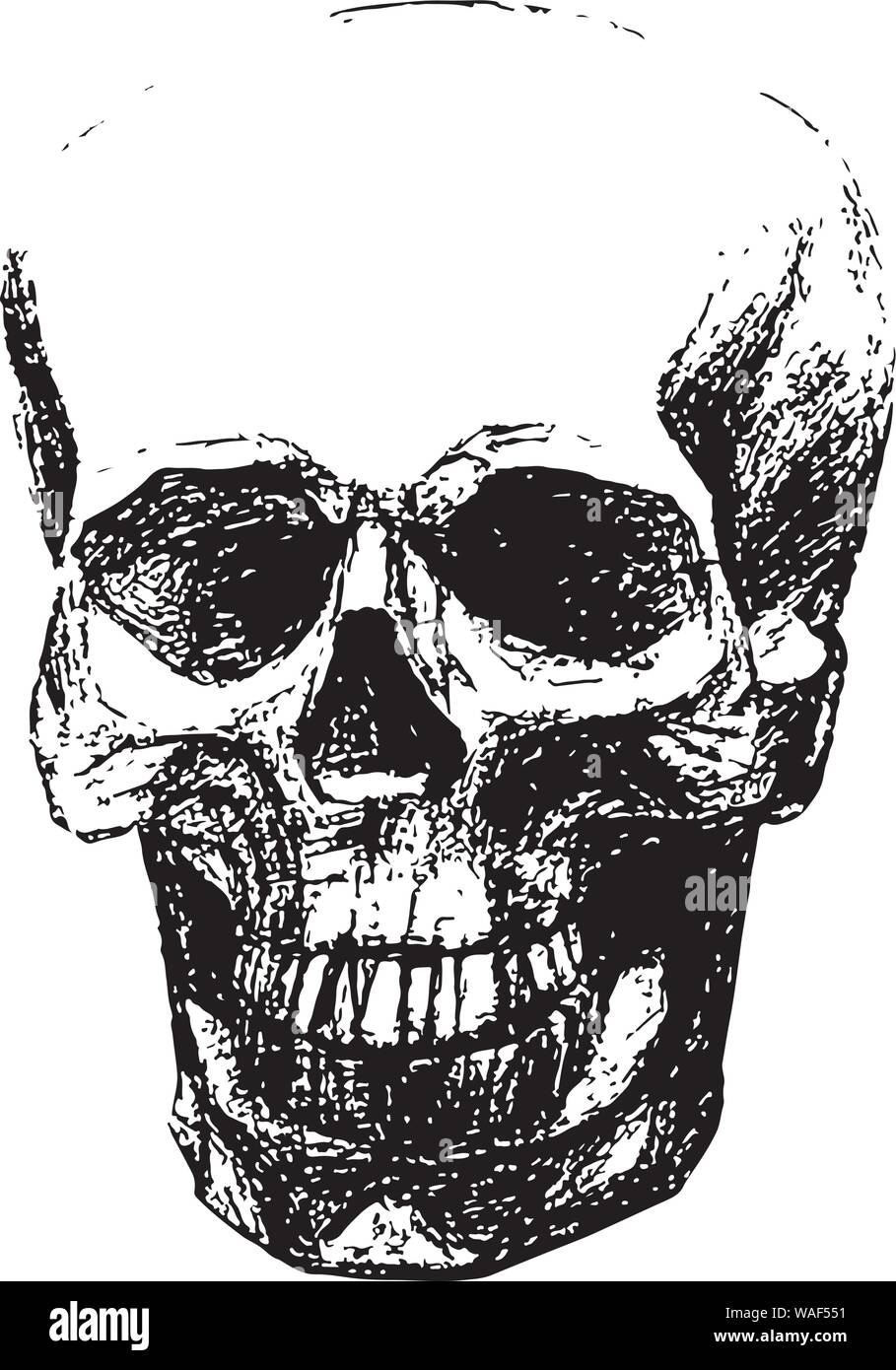Human black skull full face su sfondo bianco. Illustrazione Vettoriale