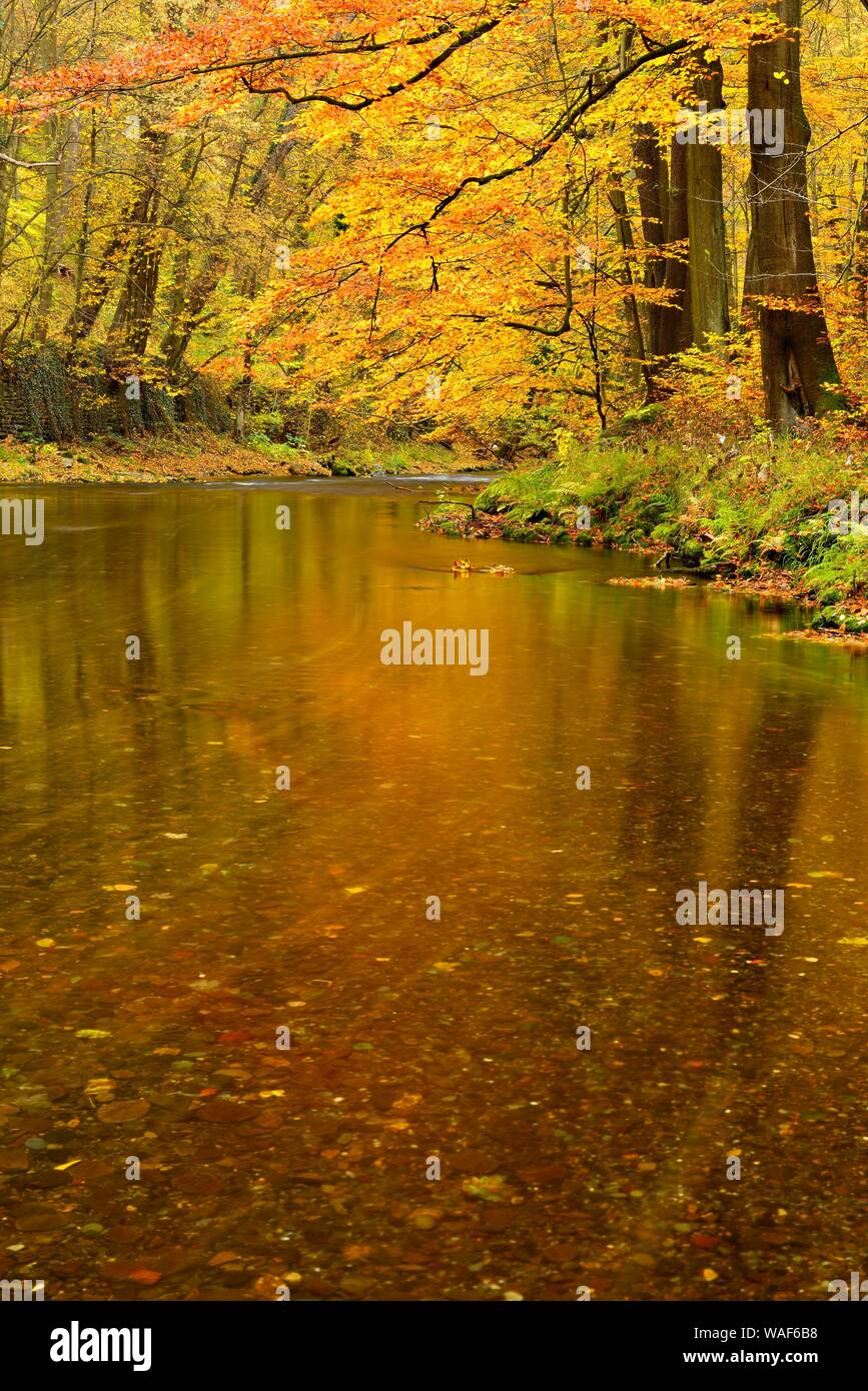 Schwarza fiume in autunno, Schwarza valle tra Bad Blankenburg e Schwarzburg, Turingia, Germania Foto Stock
