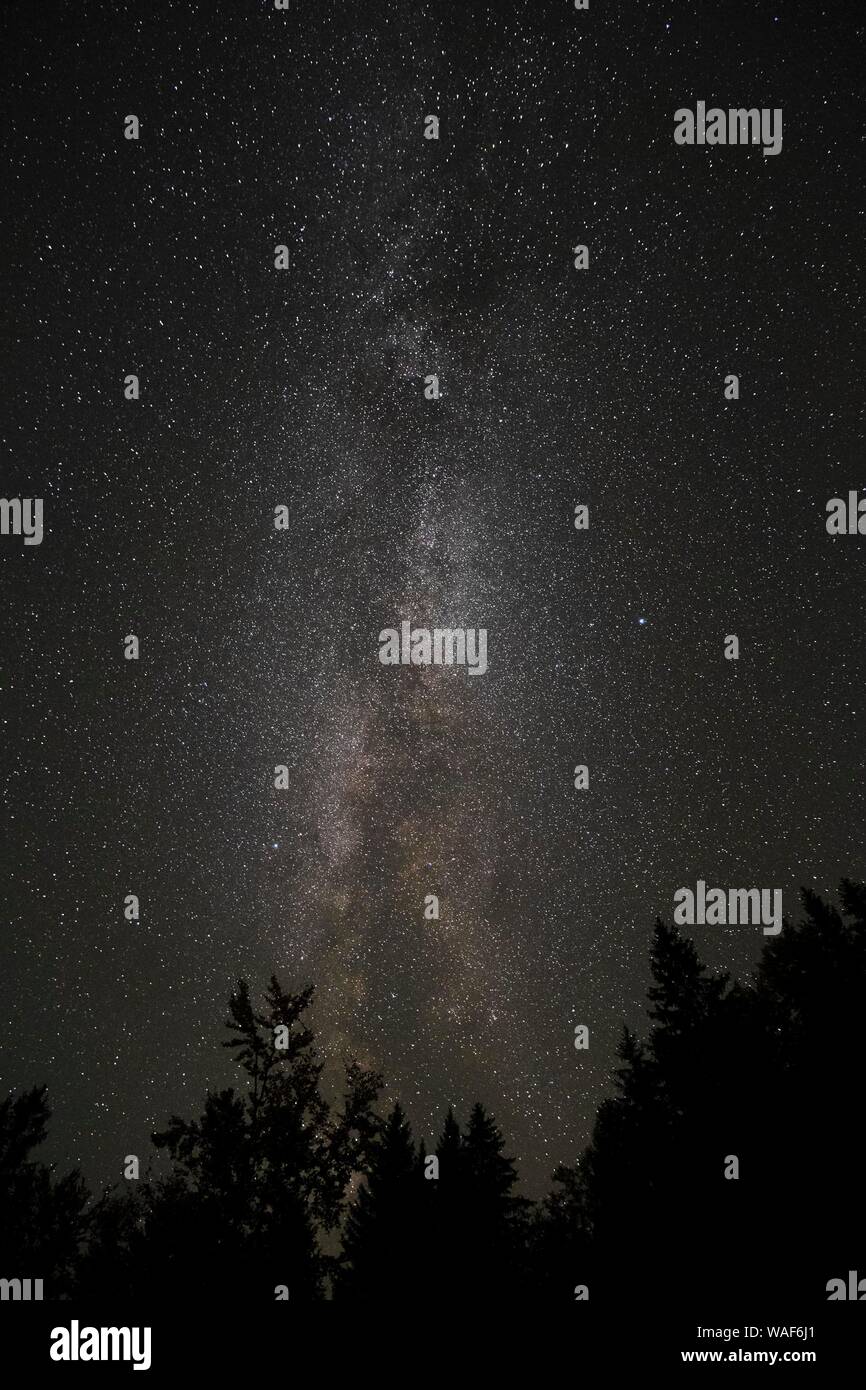 Cielo stellato con Via Lattea su una foresta, Stara Fuzina, Slovenia Foto Stock