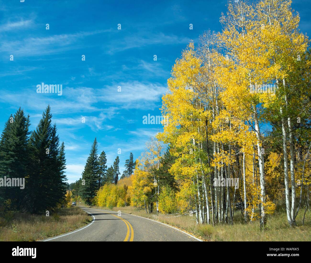 Autostrada 12 attraverso autunnale di aspen forest, Utah, Southwest USA Foto Stock