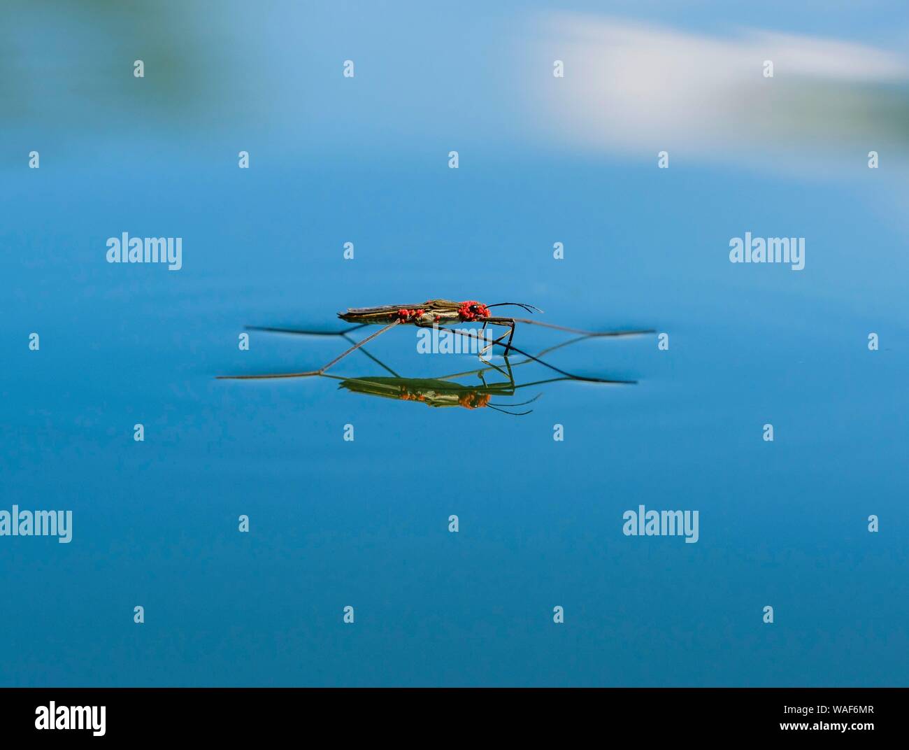 Stagno comune skater (Gerris lacustris) con acari rossi sulla superficie dell'acqua, Baviera, Germania Foto Stock