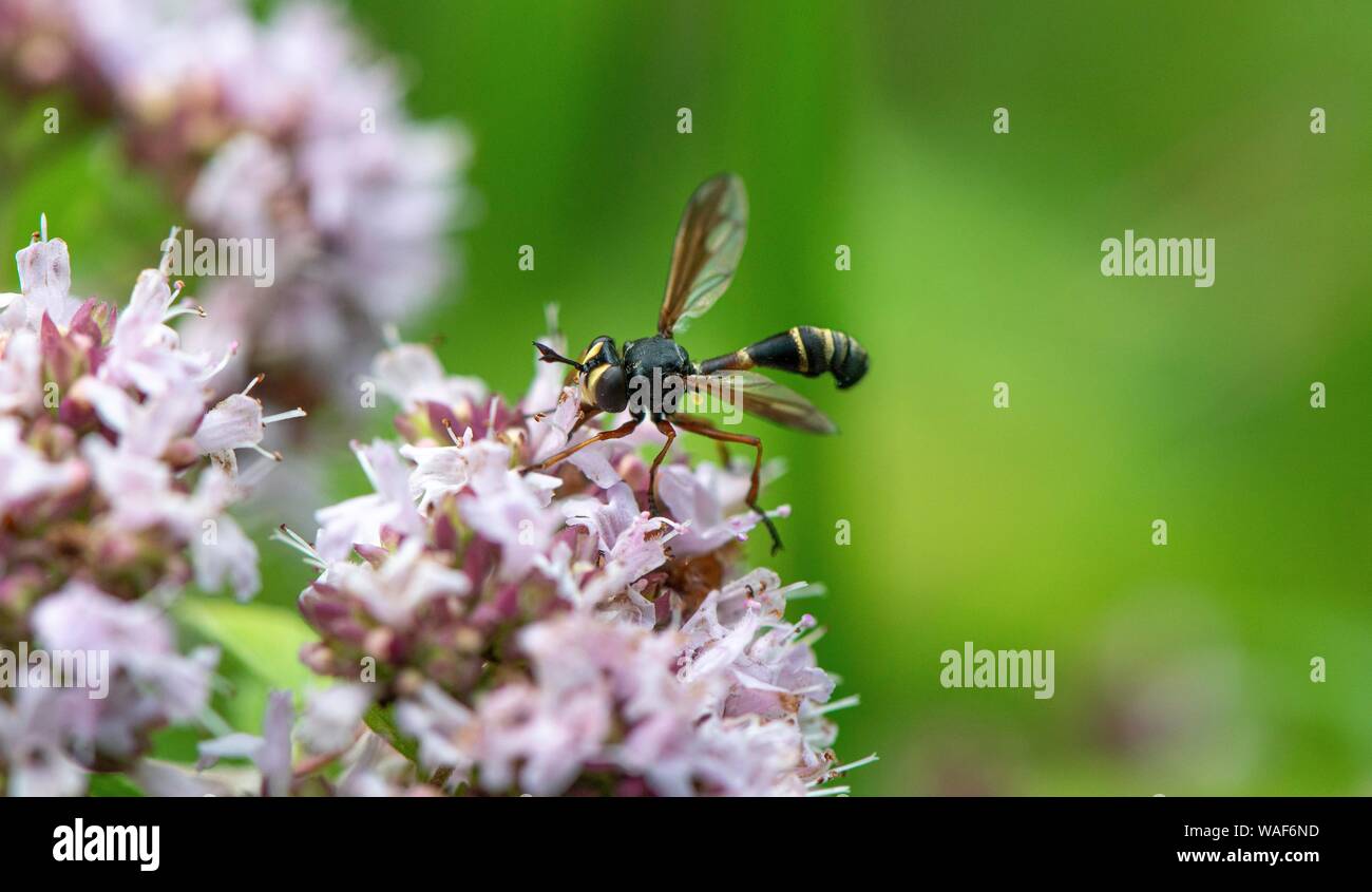 Ichneumon gigante (Rhyssa persuasoria) sui fiori viola, origano (Origanum vulgare), Baviera, Germania Foto Stock