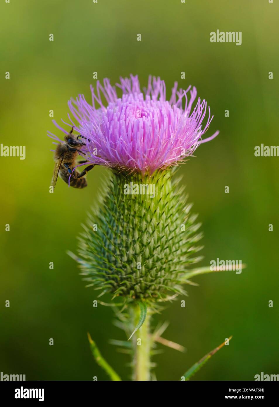 Spear Thistle (Cirsium vulgare) con honeyBee (API), Baviera, Germania Foto Stock