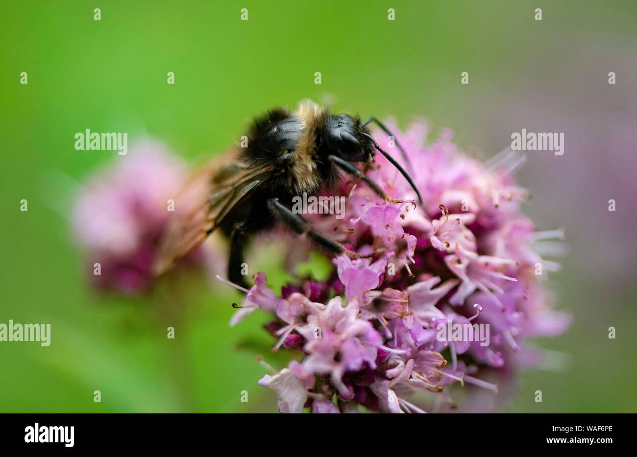 Bumblebee (Bombus) raccoglie il nettare su un imporpori fiore, origano (Origanum vulgare), close-up, Germania Foto Stock