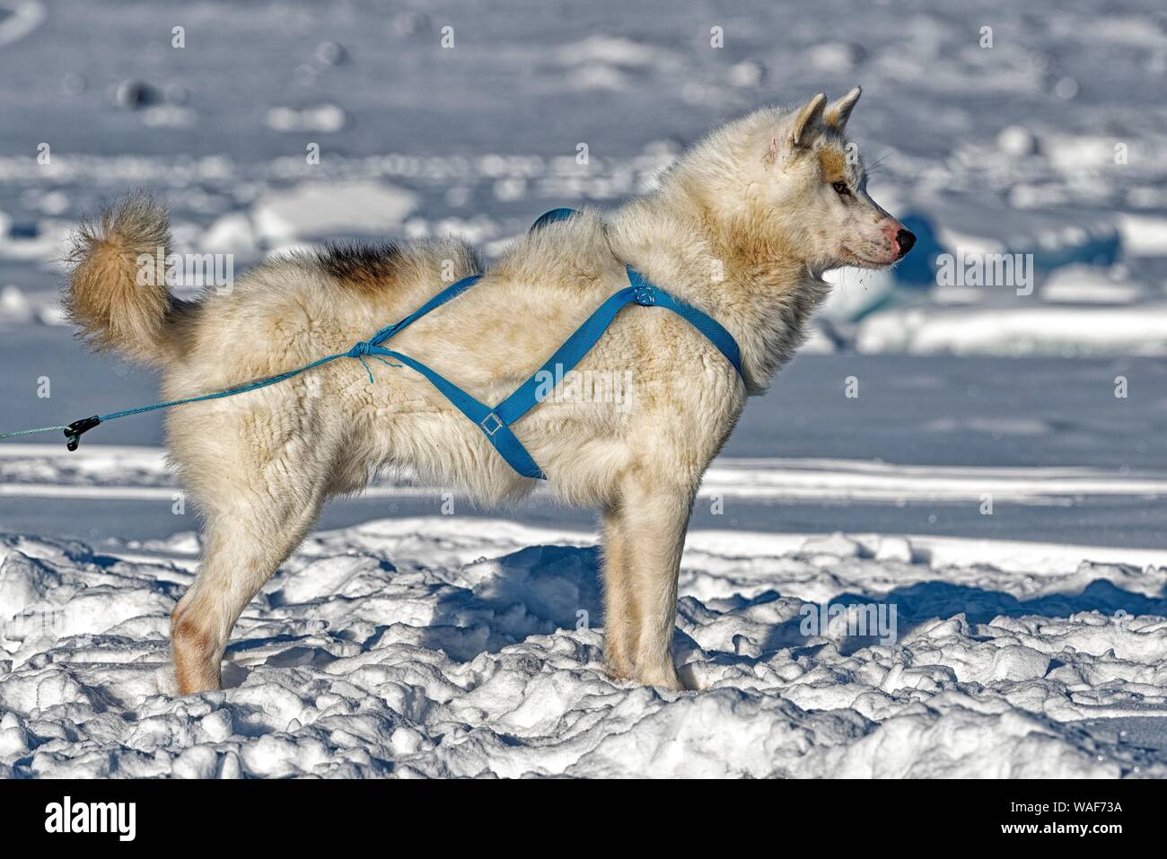 La Groenlandia cane sul mare di ghiaccio, Qeqertarsuaq, discoteca isola, Groenlandia, Danimarca Foto Stock