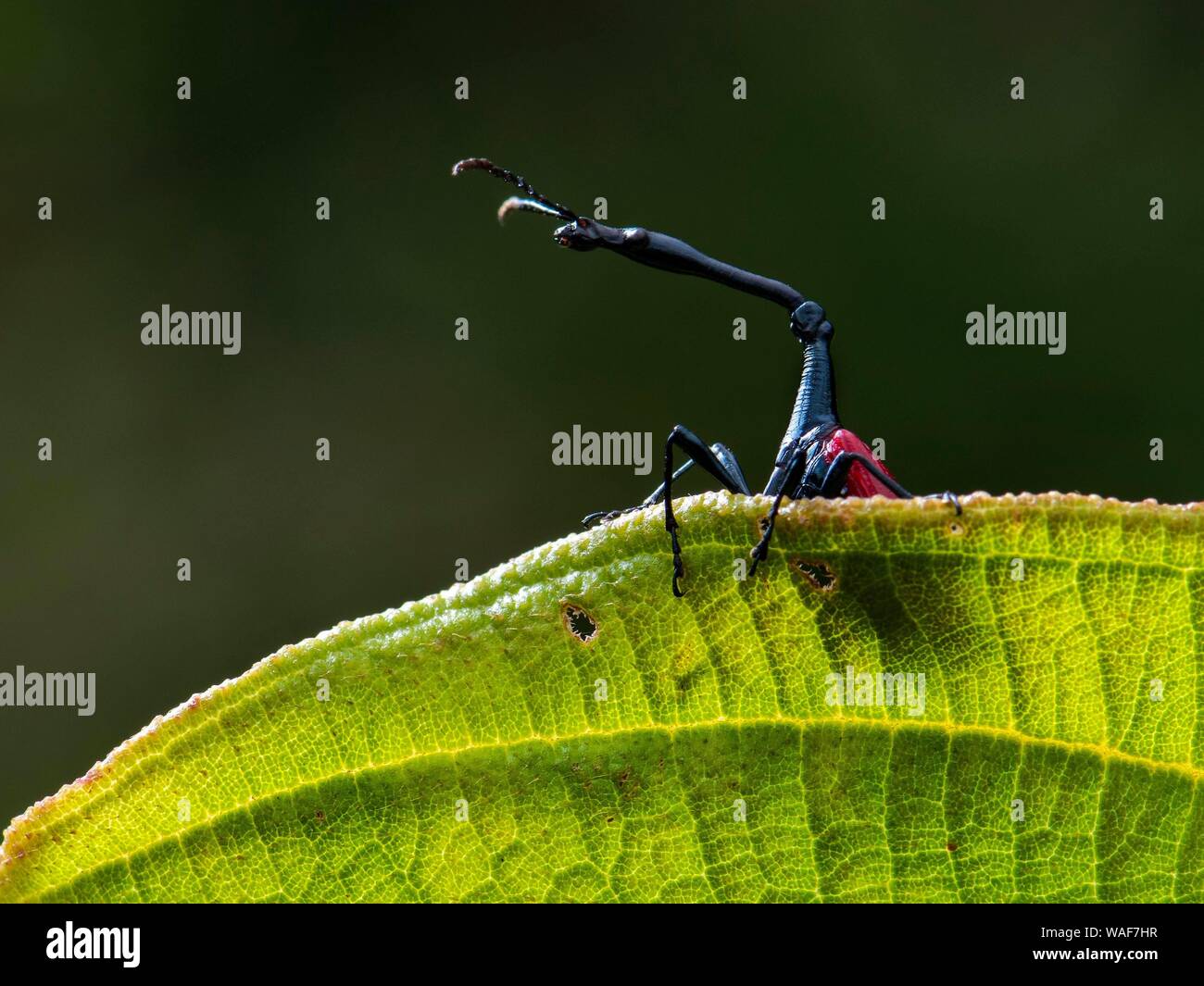 Curculione giraffa (Trachelophorus giraffa) guarda fuori da dietro la foglia, Ranomafana Parco Nazionale di Ranomafana, a sud-est del Madagascar, Madagascar Foto Stock
