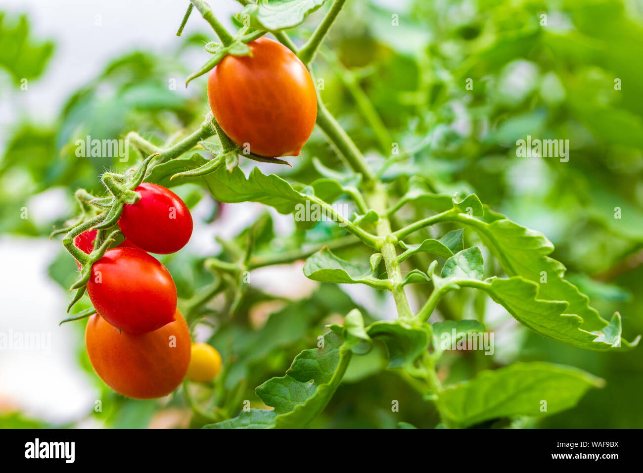 Mature pomodori naturali che cresce su un ramo in una serra. Spazio di copia Foto Stock