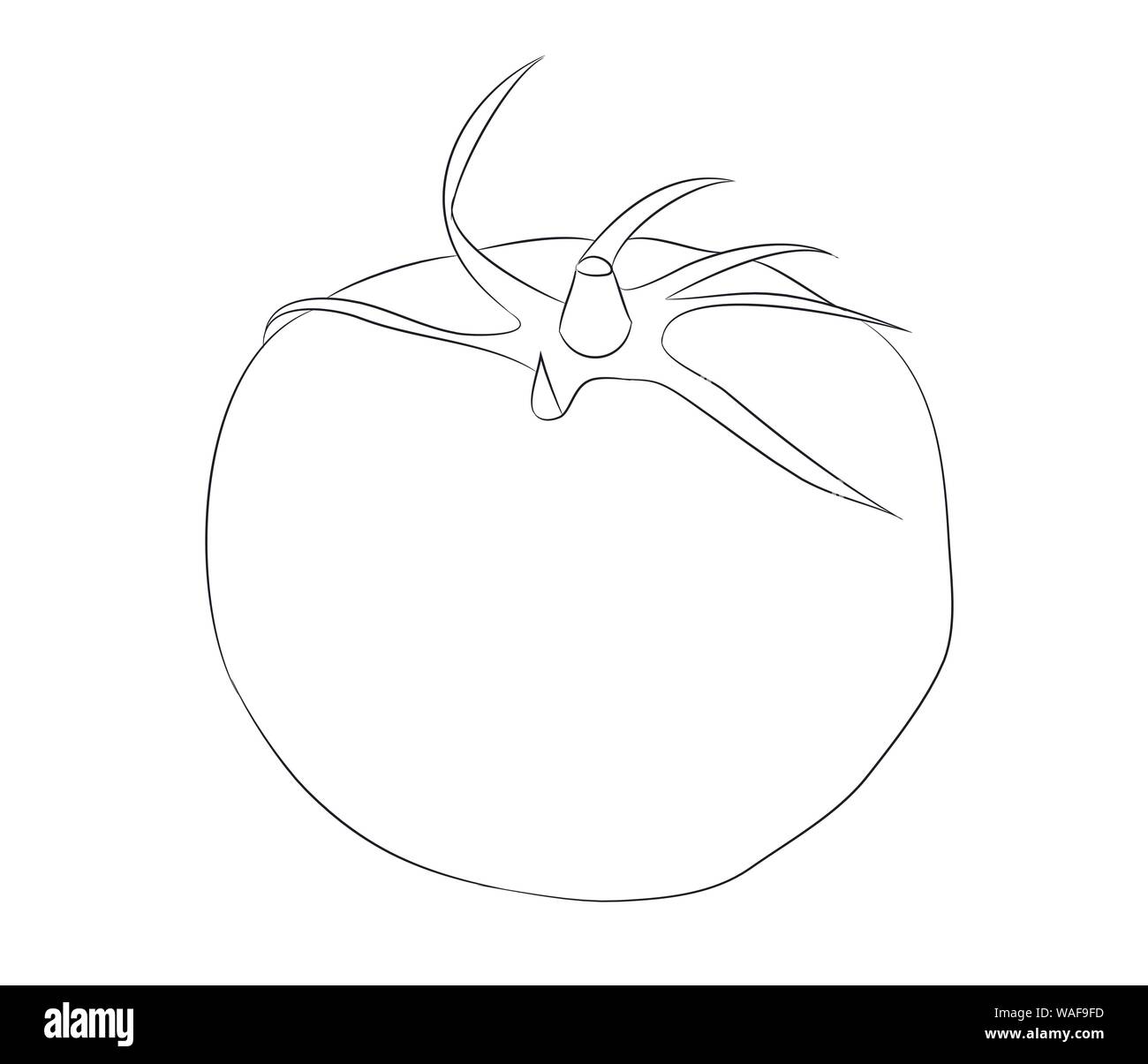 La verdura e la frutta linee di disegno, vettore, sfondo bianco Illustrazione Vettoriale