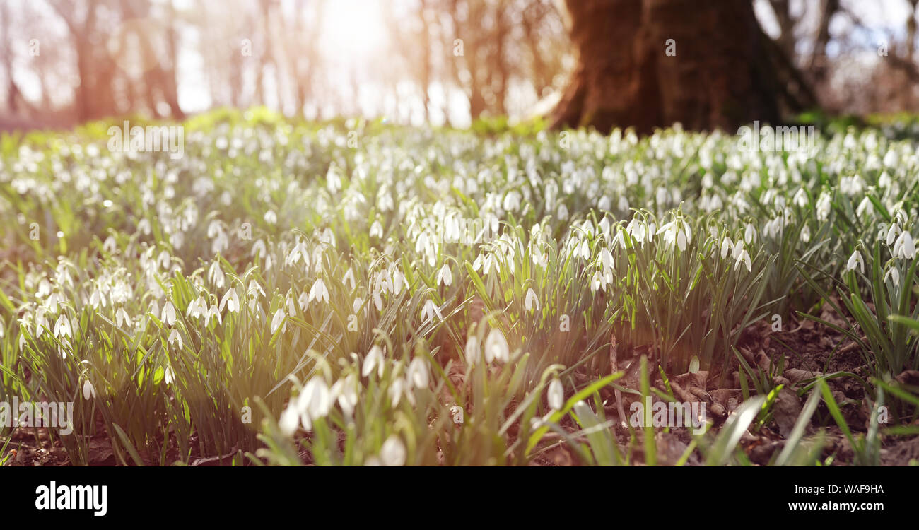 Snowdrops nella foresta luce del sole di mattina sfondo a molla Foto Stock