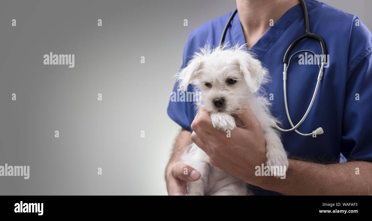 Medico Veterinario holding ed esaminando un Westie Maltese Cross cucciolo con uno stetoscopio Foto Stock