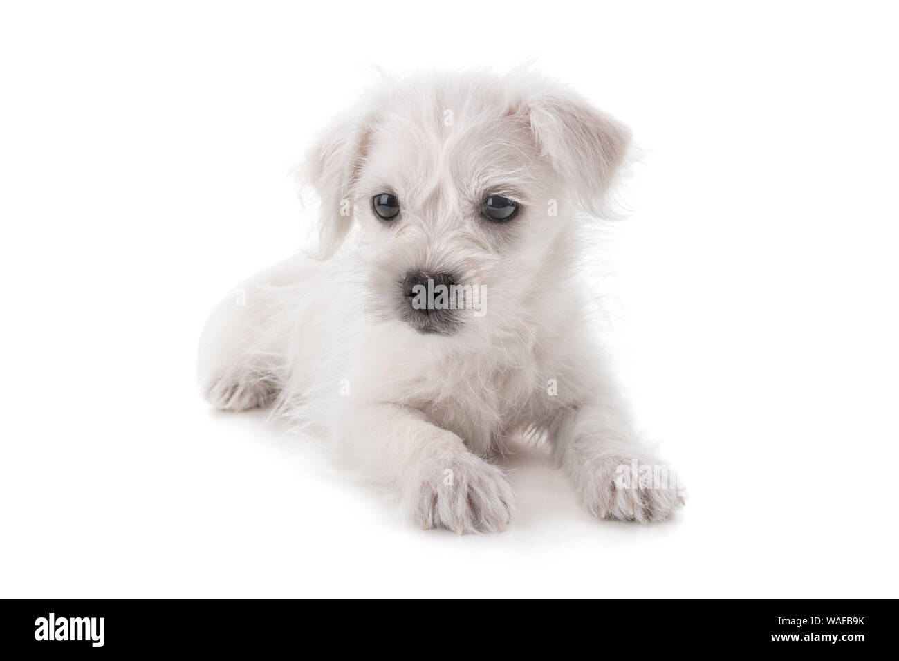Il Maltese Westie o West Highland Terrier cucciolo di cane isolato su sfondo bianco Foto Stock