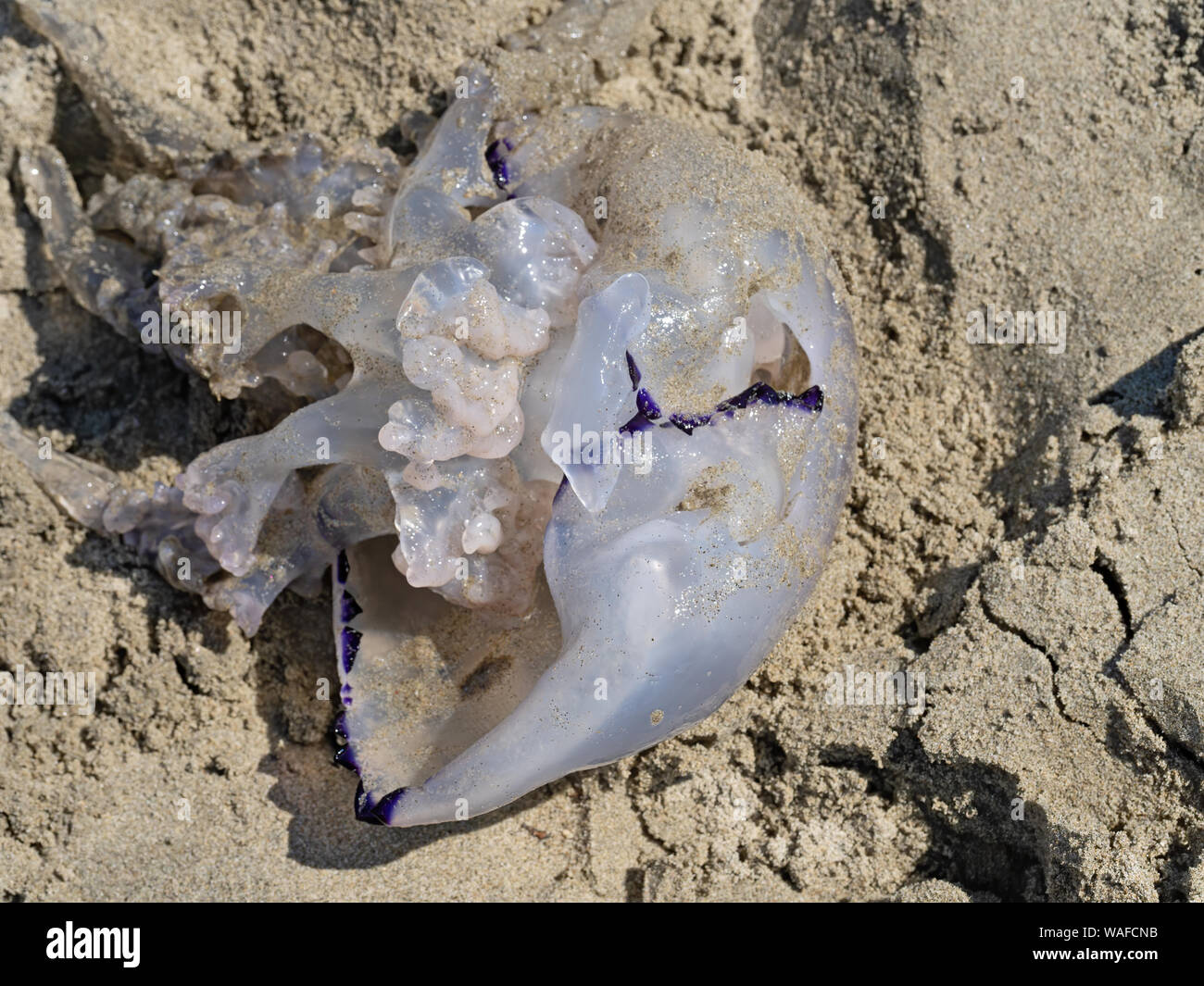 Canna Medusa lavato fino sulla spiaggia sabbiosa. Rhizostoma pulmo. Foto Stock