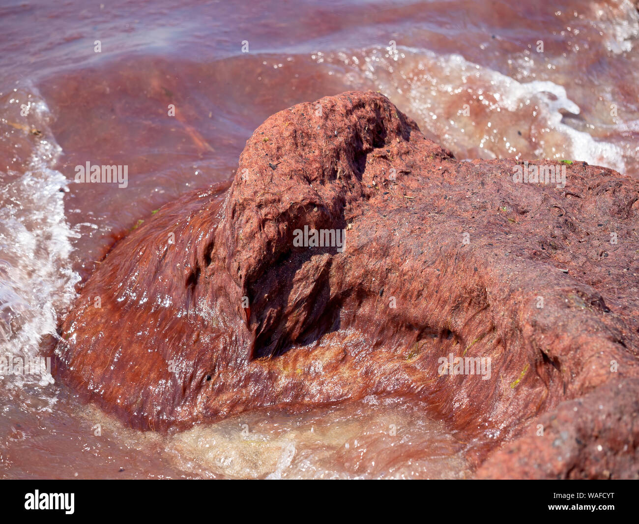 Marea rossa aka fioritura algale raccolta sulla roccia. Il fitoplancton nel mare Mediterraneo off la costa italiana. Qui - nord toscana . Foto Stock