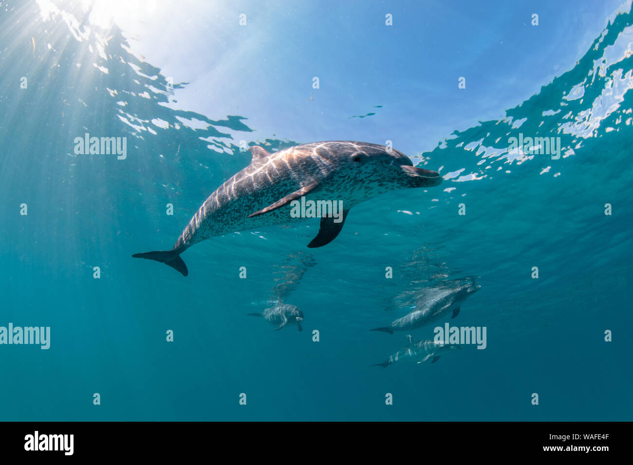 Atlantic delfini maculati, vicino Bimini Bahamas. Foto Stock