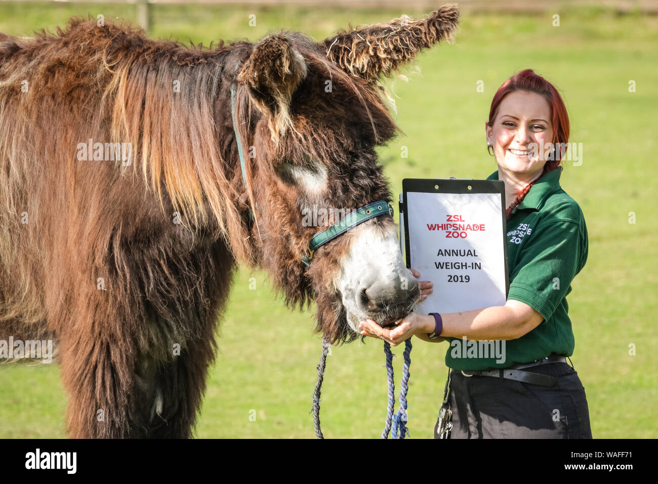 ZSL Whipsnade Zoo, Bedfordshire, Regno Unito, 20 agosto 2019. Poitou asino Tizer ha il suo peso e misure adottate con keeper Cat. Ogni anno, i detentori ZSL Whipsnade Zoo coax migliaia di animali al passo sulla bilancia per pesare annuale e a registrare le loro statistiche vitali come un modo di controllo della salute e del benessere delle 3.500 animali nel Regno Unito il più grande zoo. Credito: Imageplotter/Alamy Live News Foto Stock