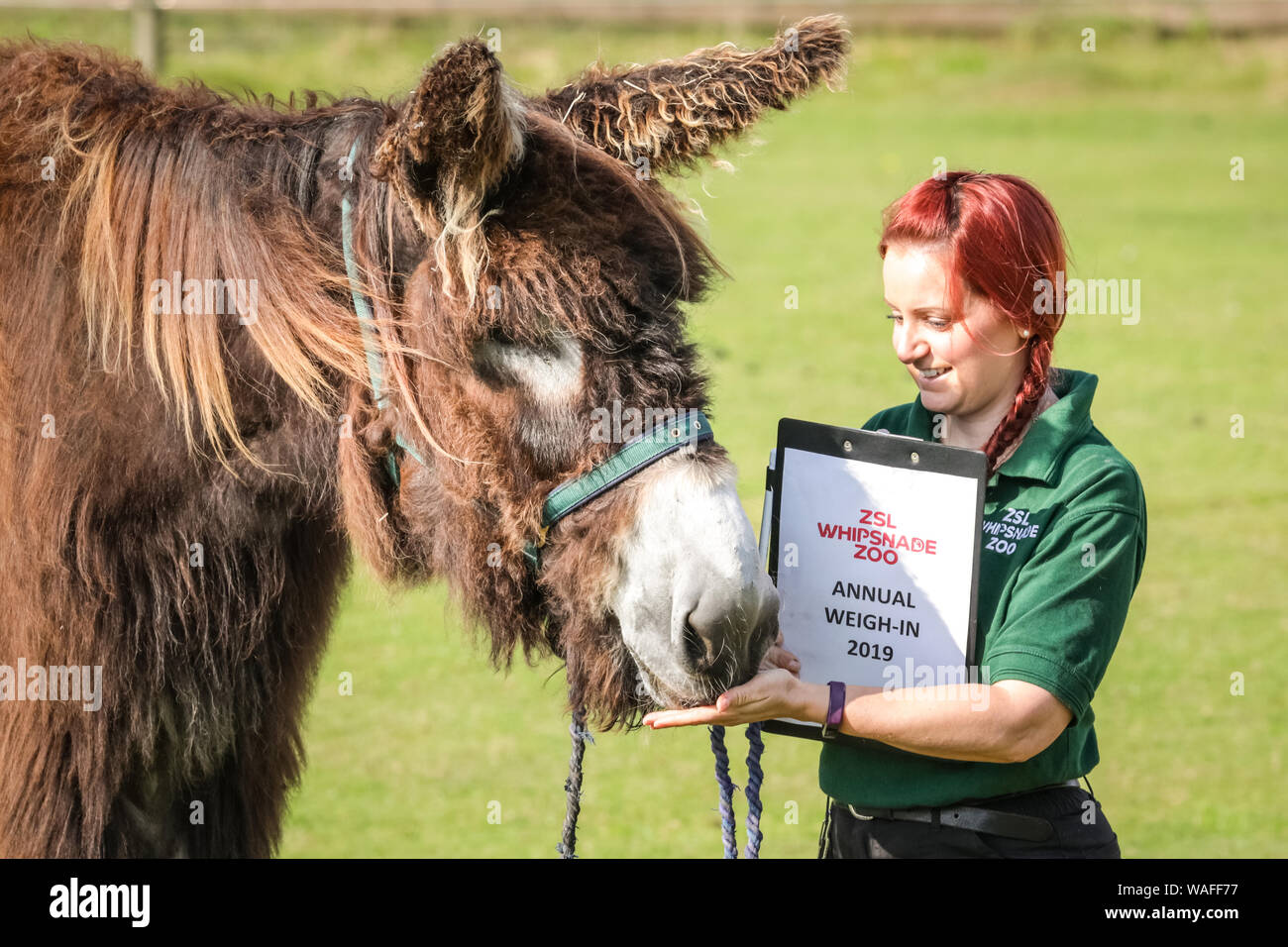 ZSL Whipsnade Zoo, Bedfordshire, Regno Unito, 20 agosto 2019. Poitou asino Tizer è pronta per il suo peso in con keeper Cat. Ogni anno, i detentori ZSL Whipsnade Zoo coax migliaia di animali al passo sulla bilancia per pesare annuale e a registrare le loro statistiche vitali come un modo di controllo della salute e del benessere delle 3.500 animali nel Regno Unito il più grande zoo. Credito: Imageplotter/Alamy Live News Foto Stock