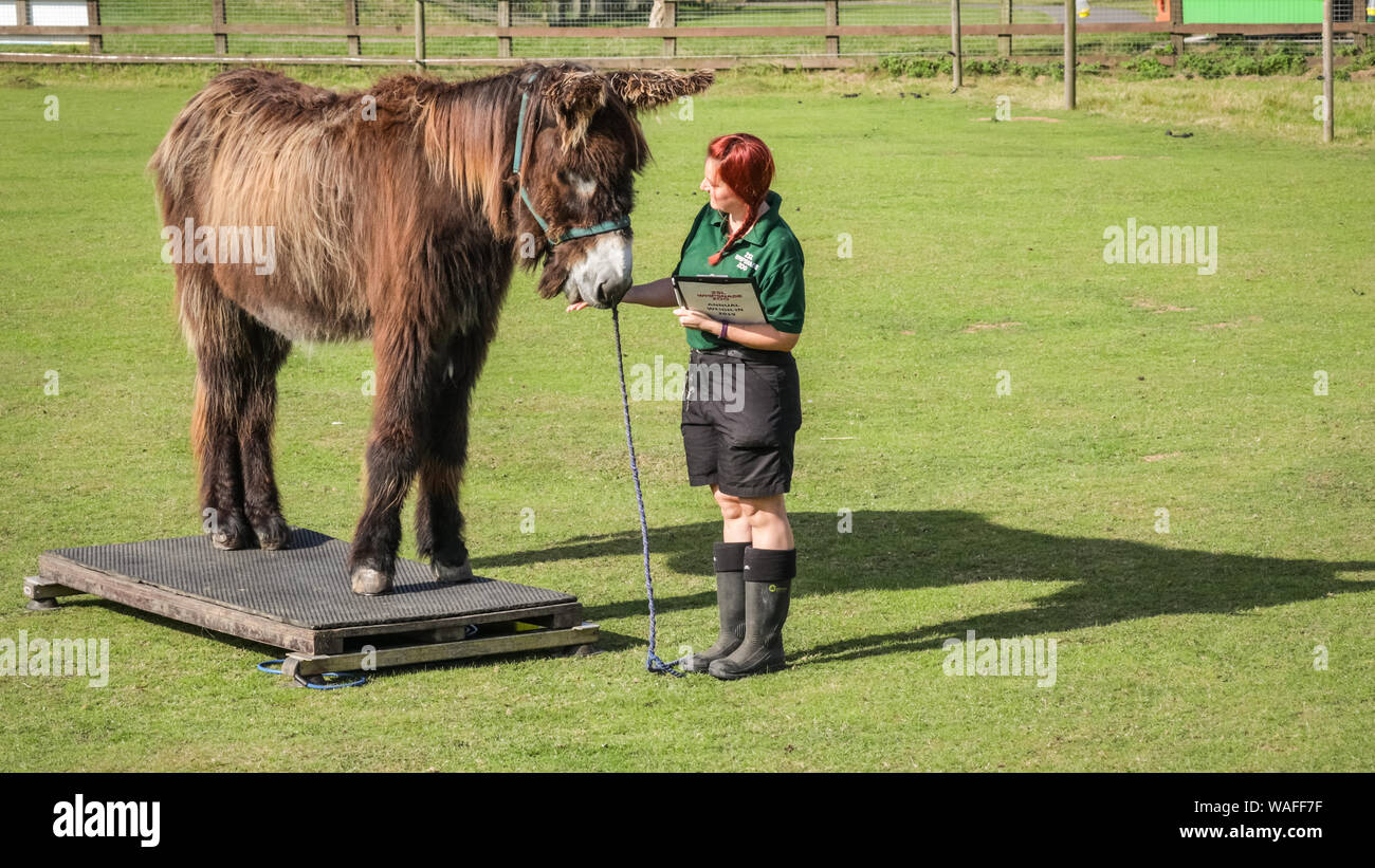 ZSL Whipsnade Zoo, Bedfordshire, Regno Unito, 20 agosto 2019. Poitou asino Tizer è pronta per il suo peso-in con il detentore Cat. Ogni anno, i detentori ZSL Whipsnade Zoo coax migliaia di animali al passo sulla bilancia per pesare annuale e a registrare le loro statistiche vitali come un modo di controllo della salute e del benessere delle 3.500 animali nel Regno Unito il più grande zoo. Credito: Imageplotter/Alamy Live News Foto Stock