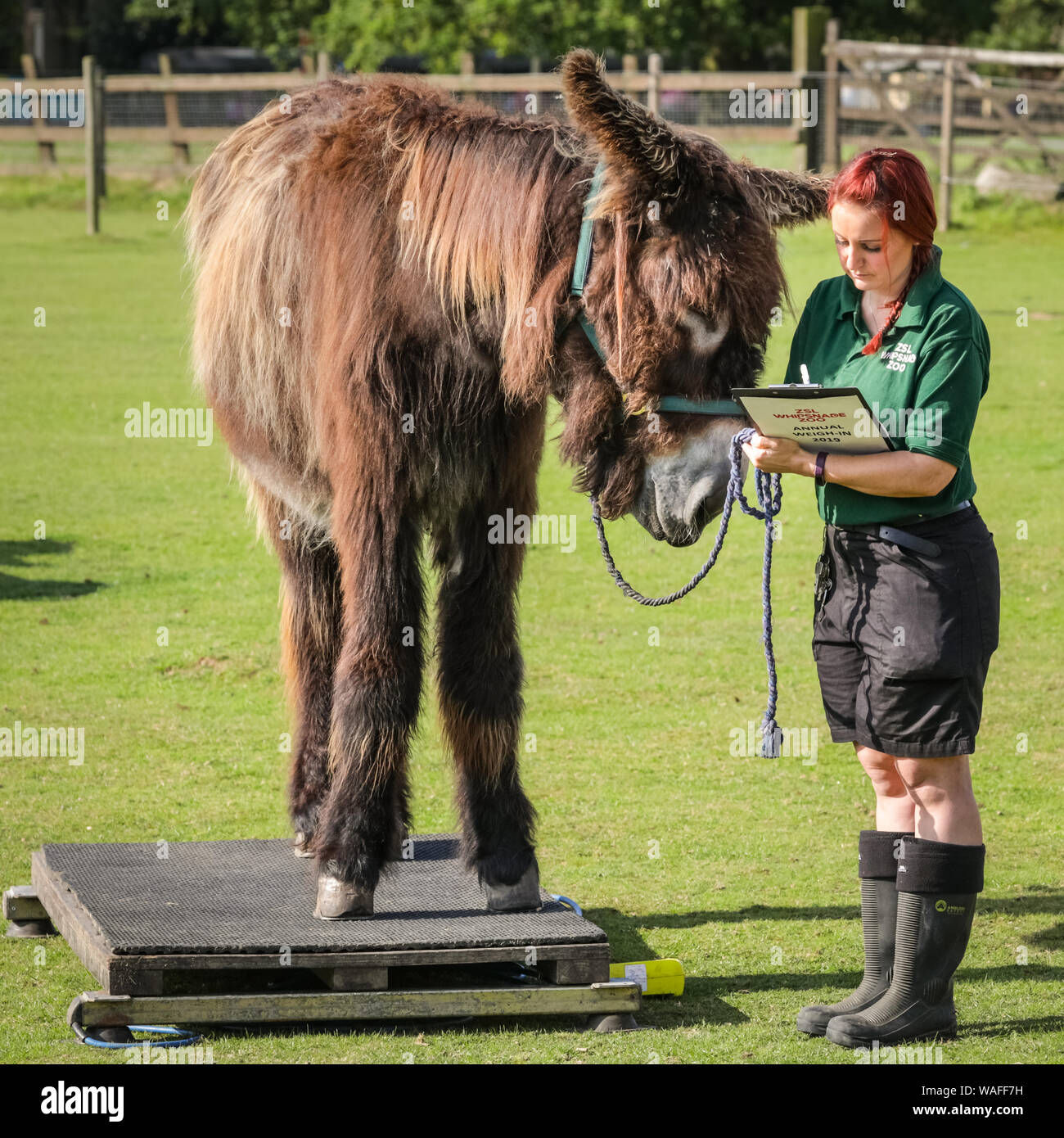 ZSL Whipsnade Zoo, Bedfordshire, Regno Unito, 20 agosto 2019. Poitou asino Tizer è pronta per il suo peso-in con il detentore Cat. Ogni anno, i detentori ZSL Whipsnade Zoo coax migliaia di animali al passo sulla bilancia per pesare annuale e a registrare le loro statistiche vitali come un modo di controllo della salute e del benessere delle 3.500 animali nel Regno Unito il più grande zoo. Credito: Imageplotter/Alamy Live News Foto Stock