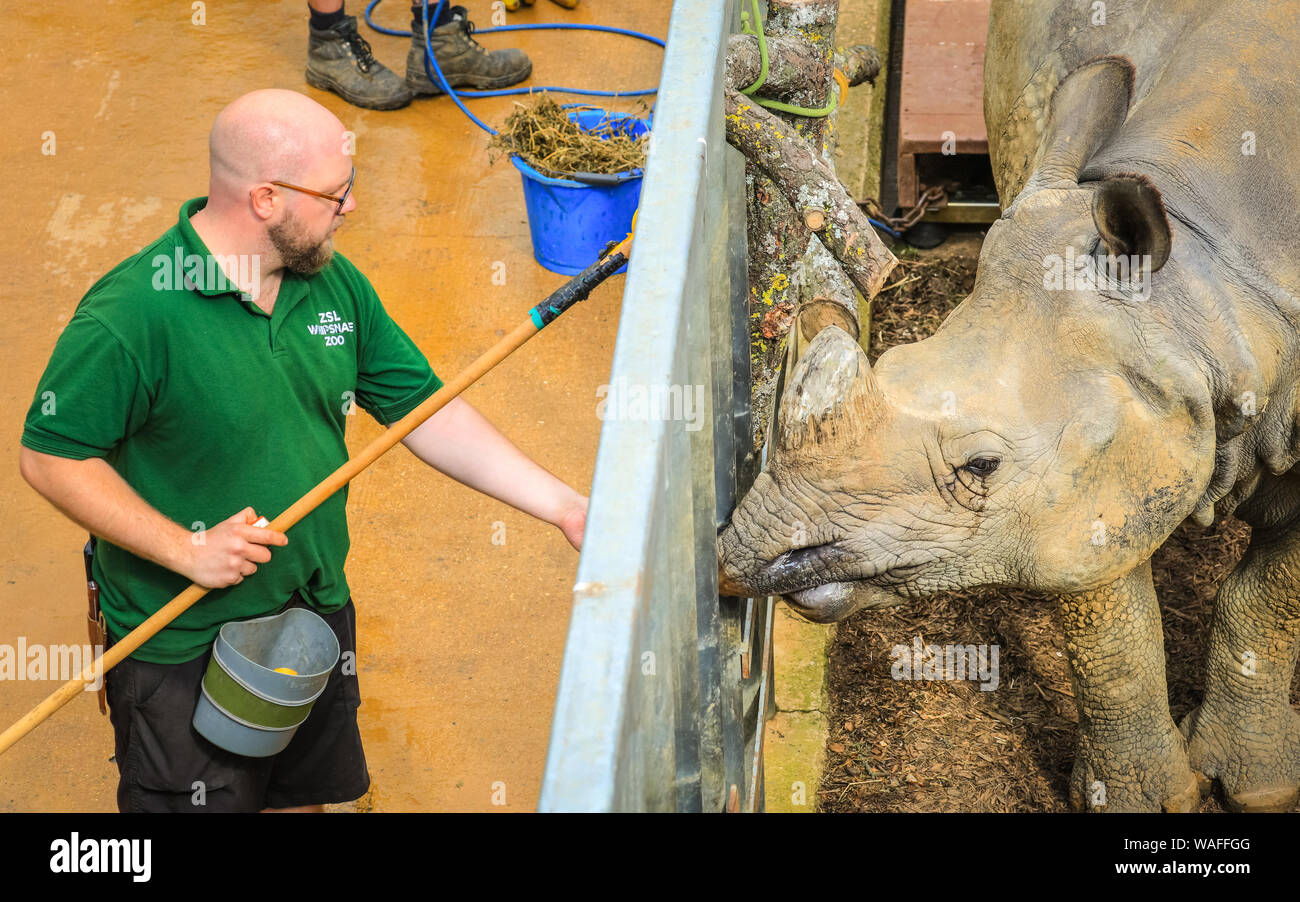 ZSL Whipsnade Zoo, Bedfordshire, Regno Unito, 20 agosto 2019. Maggiore uno-cornuto rhinocerus Behan è alimentato con un paio di gustose prelibatezze pur essendo misurati e pesati sulla bilancia. Ogni anno, i detentori ZSL Whipsnade Zoo coax migliaia di animali al passo sulla bilancia per pesare annuale e a registrare le loro statistiche vitali come un modo di controllo della salute e del benessere delle 3.500 animali nel Regno Unito il più grande zoo. Credito: Imageplotter/Alamy Live News Foto Stock