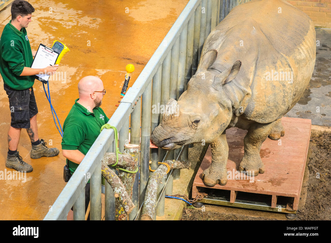 ZSL Whipsnade Zoo, Bedfordshire, Regno Unito, 20 agosto 2019. Maggiore uno-cornuto rhinocerus Behan è alimentato con un paio di gustose prelibatezze pur essendo misurati e pesati sulla bilancia. Ogni anno, i detentori ZSL Whipsnade Zoo coax migliaia di animali al passo sulla bilancia per pesare annuale e a registrare le loro statistiche vitali come un modo di controllo della salute e del benessere delle 3.500 animali nel Regno Unito il più grande zoo. Credito: Imageplotter/Alamy Live News Foto Stock