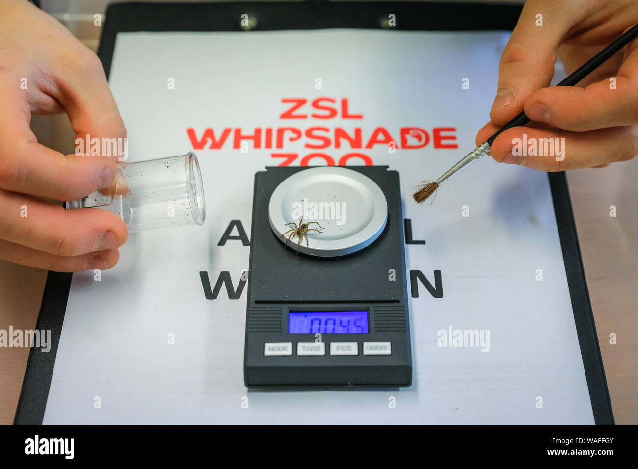 ZSL Whipsnade Zoo, Bedfordshire, Regno Unito, 20 agosto 2019. Il detentore del Tyrone pesa un minuscolo spiderling femmina di una specie minacciata desertas wolf spider. Ogni anno, i detentori ZSL Whipsnade Zoo coax migliaia di animali al passo sulla bilancia per pesare annuale e a registrare le loro statistiche vitali come un modo di controllo della salute e del benessere delle 3.500 animali nel Regno Unito il più grande zoo. Credito: Imageplotter/Alamy Live News Foto Stock