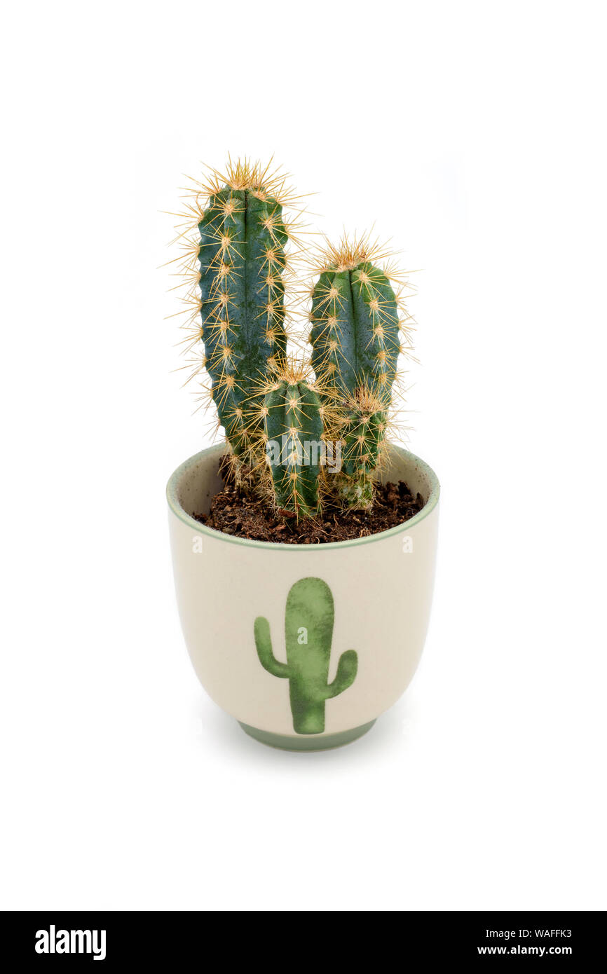 Cactus pianta in un vaso da fiori isolati su sfondo bianco Foto Stock