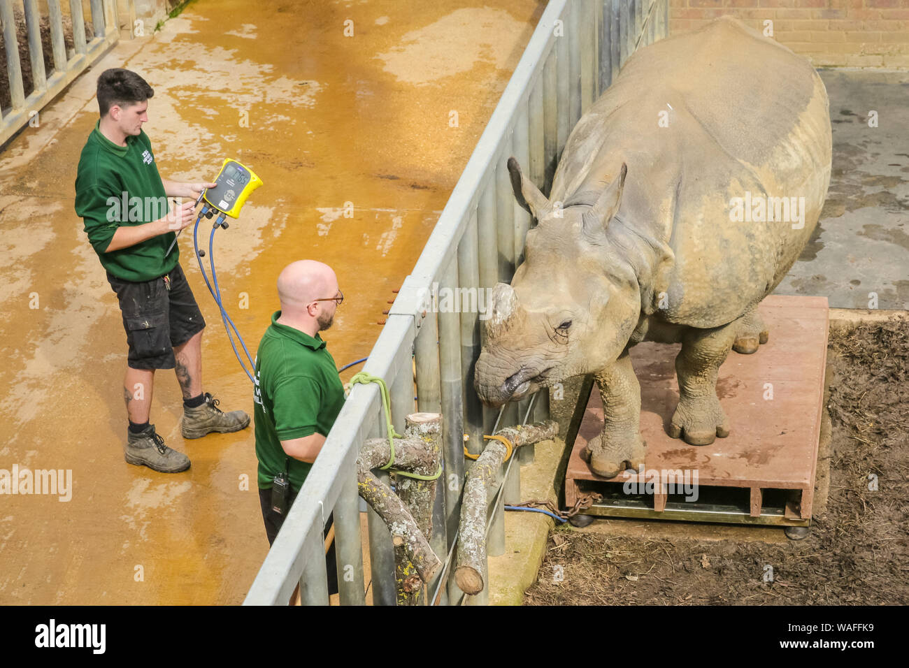 ZSL Whipsnade Zoo, Bedfordshire, Regno Unito, 20 agosto 2019. Maggiore uno-cornuto rhinocerus Behan è alimentato con un paio di gustose prelibatezze pur essendo misurati e pesati sulla bilancia. Ogni anno, i detentori ZSL Whipsnade Zoo coax migliaia di animali al passo sulla bilancia per pesare annuale e a registrare le loro statistiche vitali come un modo di controllo della salute e del benessere delle 3.500 animali nel Regno Unito il più grande zoo. Credito: Imageplotter/Alamy Live News Foto Stock