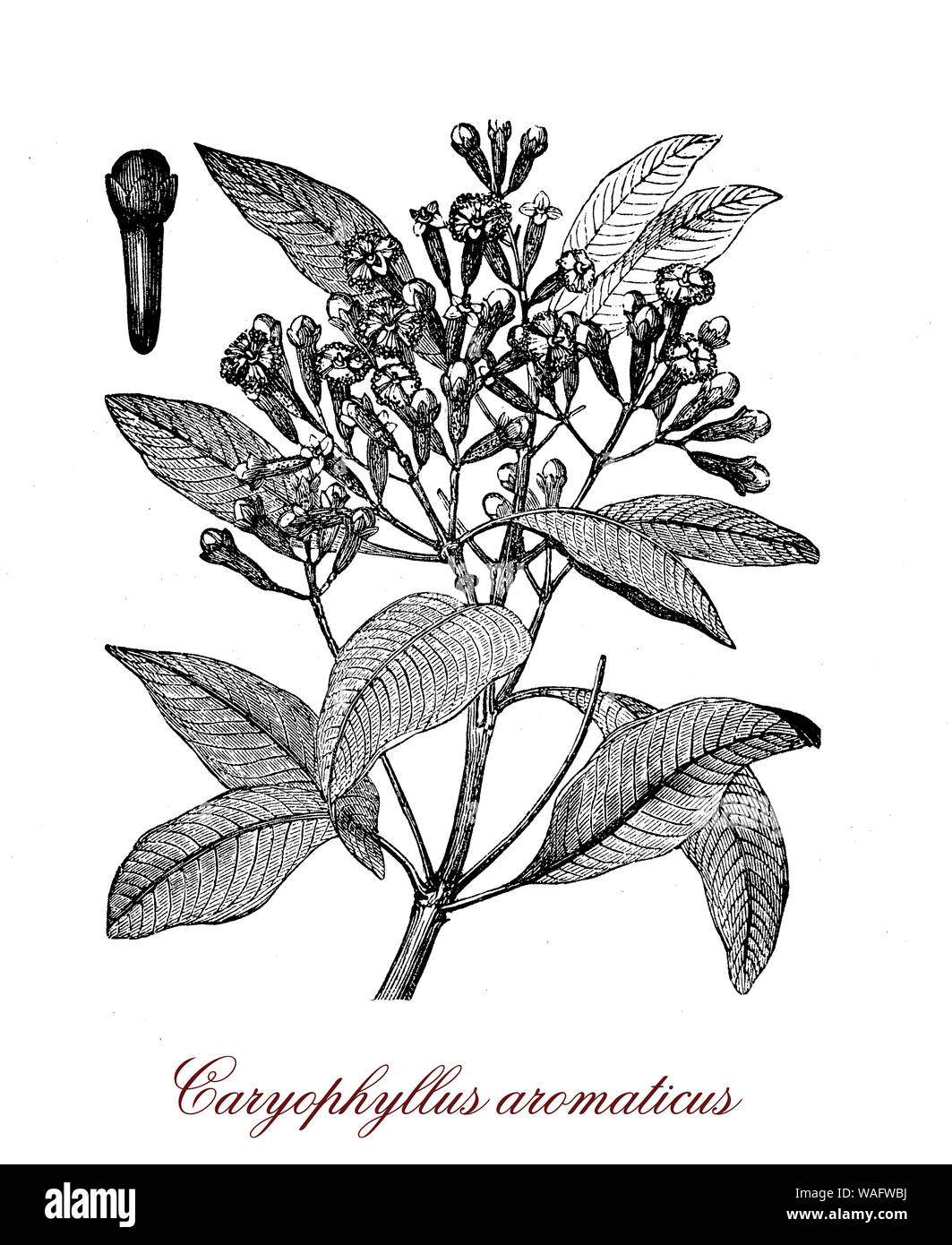 I chiodi di garofano aromatico boccioli di fiore nativo di Indonesia utilizzati come spezie fragranti e nella medicina tradizionale Foto Stock
