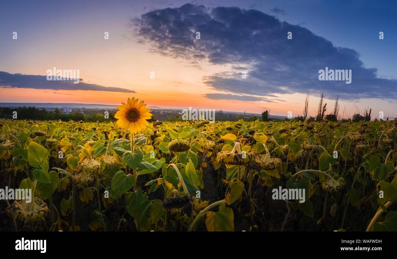 Scena panoramica del raccolto di semi di girasole campo oltre il Cielo di tramonto sullo sfondo. Unico fine, giallo pianta flowering tra il raccolto di semi di girasole. Foto Stock