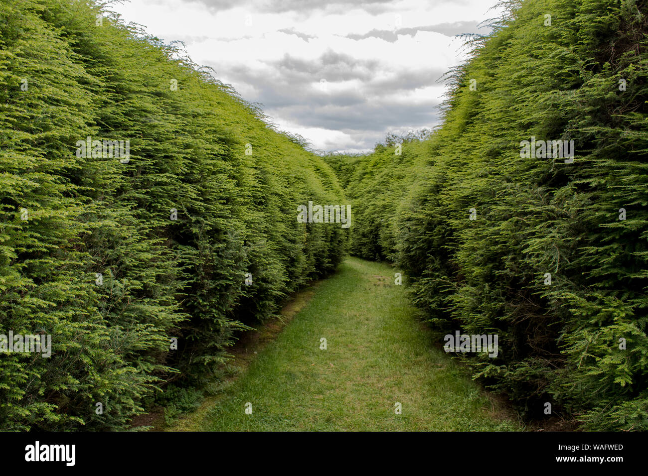 Percorso di curvatura tra siepi alte Foto Stock