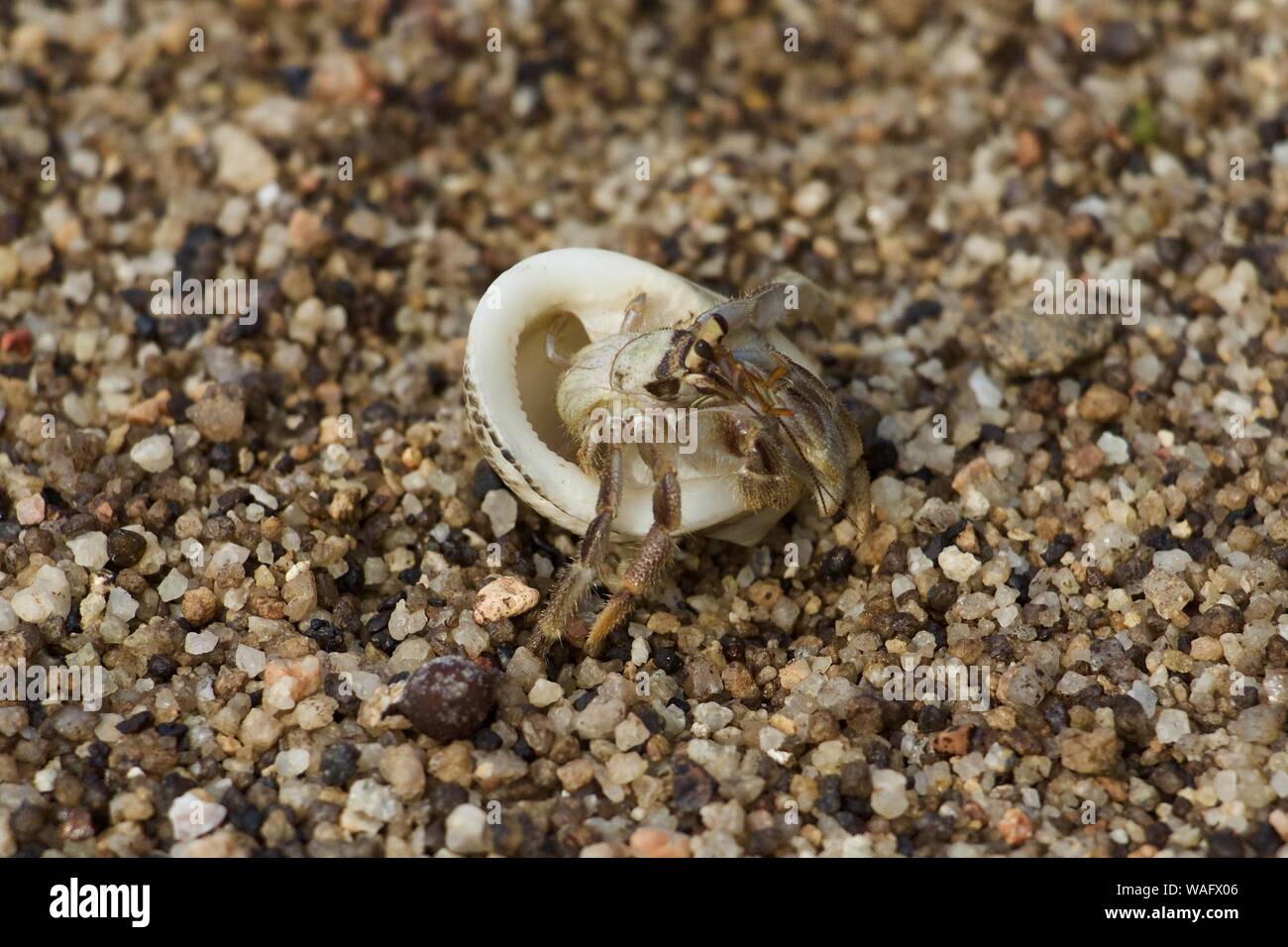 Eremita nel guscio bianco uscente ribaltato Foto Stock