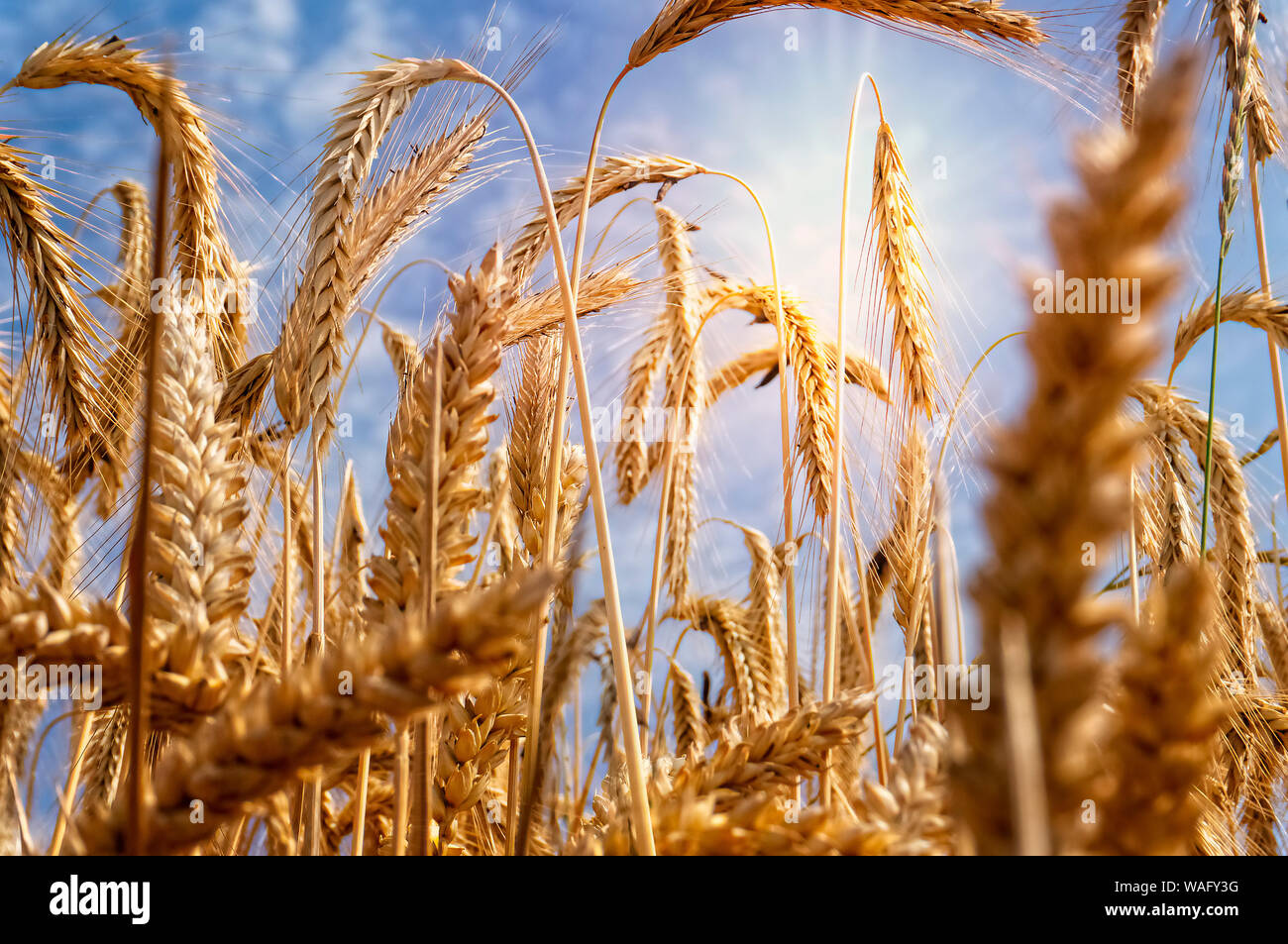 Il grano su un campo in una forte luce del sole Foto Stock