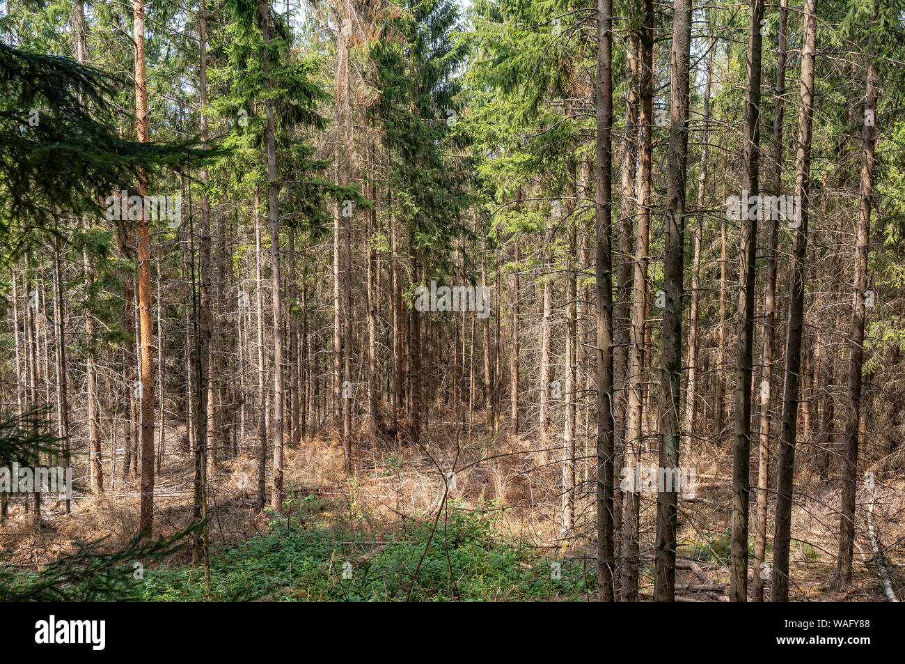 Danni forestali a causa della siccità e il bostrico in Germania Foto Stock